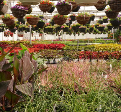 couplegardencenterslider8