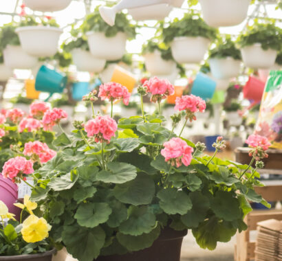 plantsgardencenterslider3